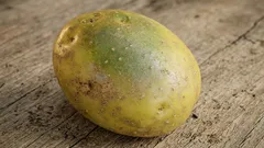 Kan man äta potatis med gröna fläckar? Vi reder ut det en gång för alla