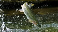 Öring — ett test på flodens renhet och kökets ärlighet