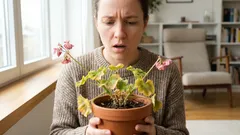 Du köpte en vacker blomma, men en vecka senare vissnar den? Här är vad som egentligen händer.