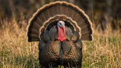 Var finns kalkonäggen? Varför är de nästan omöjliga att hitta i butikerna?