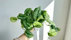 Scindapsus: en nästan oförstörbar växt som växer även i skugga