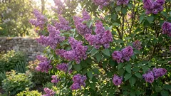 Är det acceptabelt att beskära syrener, och leder det verkligen till rikligare blomning?