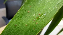 Sköldlöss på krukväxter: så känner du igen och blir av med dem steg för steg