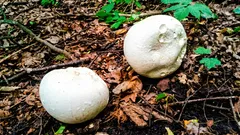 Vita ”bollar” efter regnet: Kan man äta dem? Ett snitt ger svaret