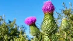 Tistel i trädgården: ogräs eller nytta för pollinatörer – när ska du ta bort den och när ska du låta den vara?