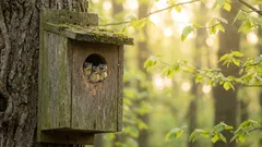 Vi ville hjälpa fåglarna, men det blev tvärtom: de farligaste misstagen när man bygger en fågelholk
