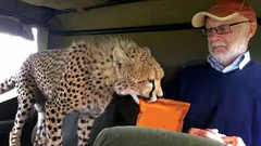 Den vänliga rovdjuret: varför geparder aldrig attackerar människor