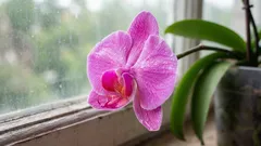 Orkidéen har blommat över – skynda dig inte att klippa av blomstjälken: det finns en viktig detalj