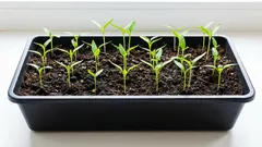 Varför växer paprika dåligt: de vanligaste misstagen vid sådd