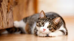 Förändras kattens personlighet med åldern – och vad kan du förvänta dig av ditt husdjur?