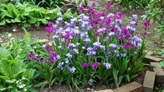 Babiana: en exotisk blomma som ser exklusiv ut och inte kräver någon krånglig skötsel