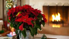 Skötsel av julstjärna efter jul: rädda plantan och få den att färga om