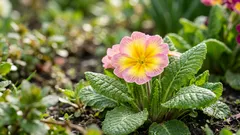 Hur man får primula att blomma länge: steg-för-steg-instruktioner för trädgårdsmästare