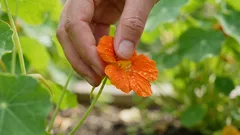 Denna blomma från trädgården är ätbar – och den är verkligen god.