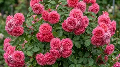 Tror du att rosor är svåra? Den här tyska skönheten blommar även för nybörjare