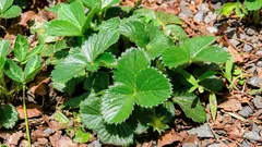 Hur man förökar jordgubbsplantor utan transplantationer och med nästan 100 % fästning