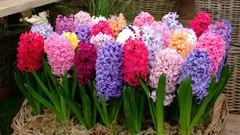 Hyacint i kruka: hur man kyler lökarna på rätt sätt och får en perfekt blomning