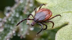 Varför naturen behöver fästingar: den obehagliga sanningen om de små parasiternas viktiga roll