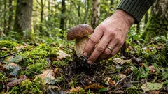 Är det tillåtet att plocka svamp? Svampplockare har diskuterat detta i årtionden – här är svaret