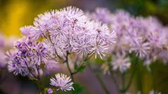 Vad du kan så i mars för förkultivering: blommor som blommar tidigt