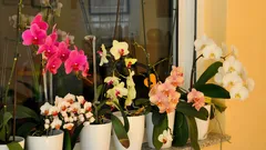 Så får du din Phalaenopsis att blomma om hemma
