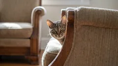 Upptäck hemligheten bakom kattens lycka: tre dagliga aktiviteter som är viktiga för henne