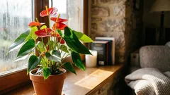 Anthurium blommar i flera månader om man följer dessa skötselråd