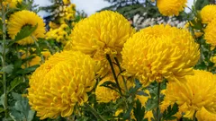 Stora trädgårdsblommor som ger wow: 10 växter som funkar i Sverige