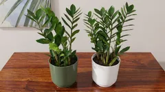 Varför producerar zamioculcas inga nya blad? Här är vad som verkligen hindrar den.