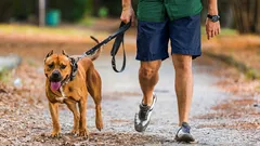 Drar din hund i kopplet? En guide till att promenera med din hund utan att den drar eller rycker i kopplet