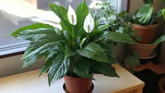 Varför spathiphyllum inte blommar och hur man får den att blomma i en lägenhet