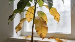 Varför tappar en växt sina blad? Här är hur du kan förstå den verkliga orsaken på 1 minut.