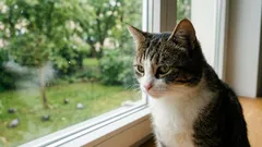 Många människor håller katter endast inomhus — men nästan ingen märker vad som händer med dem efter några år.