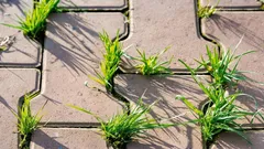 Ogräs växer upp mellan kakelplattorna om och om igen – ett beprövat sätt att bli av med det