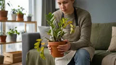 Växer inte din zamioculcas? 5 orsaker till att den tappar sina blad