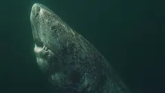 Hajen som är äldre än USA: hur är det möjligt?