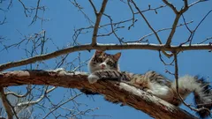 Varför klättrar katter lätt upp i träd men kan inte ta sig ner igen? Vad ska man göra i en sådan situation?