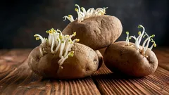 Extrakt från potatisskott som biostimulant för plantor: fungerar metoden?