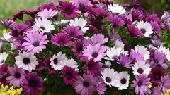 Afrikansk tusensköna kommer att pryda balkongen fram till de första frosten – hur man odlar osteospermum