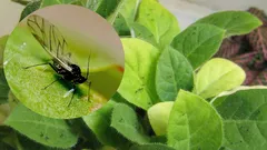 Myggorna försvinner från dina blomkrukor: effektiva metoder för alla hem