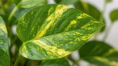 Hur man vattnar pothos på rätt sätt och undviker gula blad