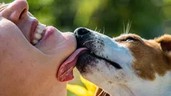 Läker hundsaliv verkligen sår? Vad händer egentligen med såret?