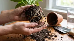 Nödtransplantation: när en växt behöver akut räddning och hur man gör det på rätt sätt