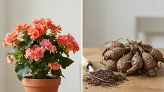 Vad man ska göra med begonia på hösten så att den blommar igen på våren