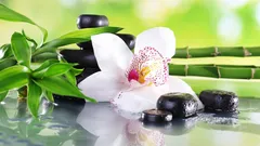 Orkidéer i feng shui: betydelse, färger och den bästa platsen i hemmet